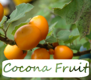 Cocona Fruit